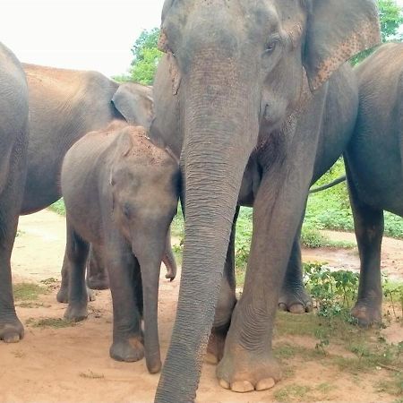 Share Safari Family Bungalow Udawalawe Εξωτερικό φωτογραφία