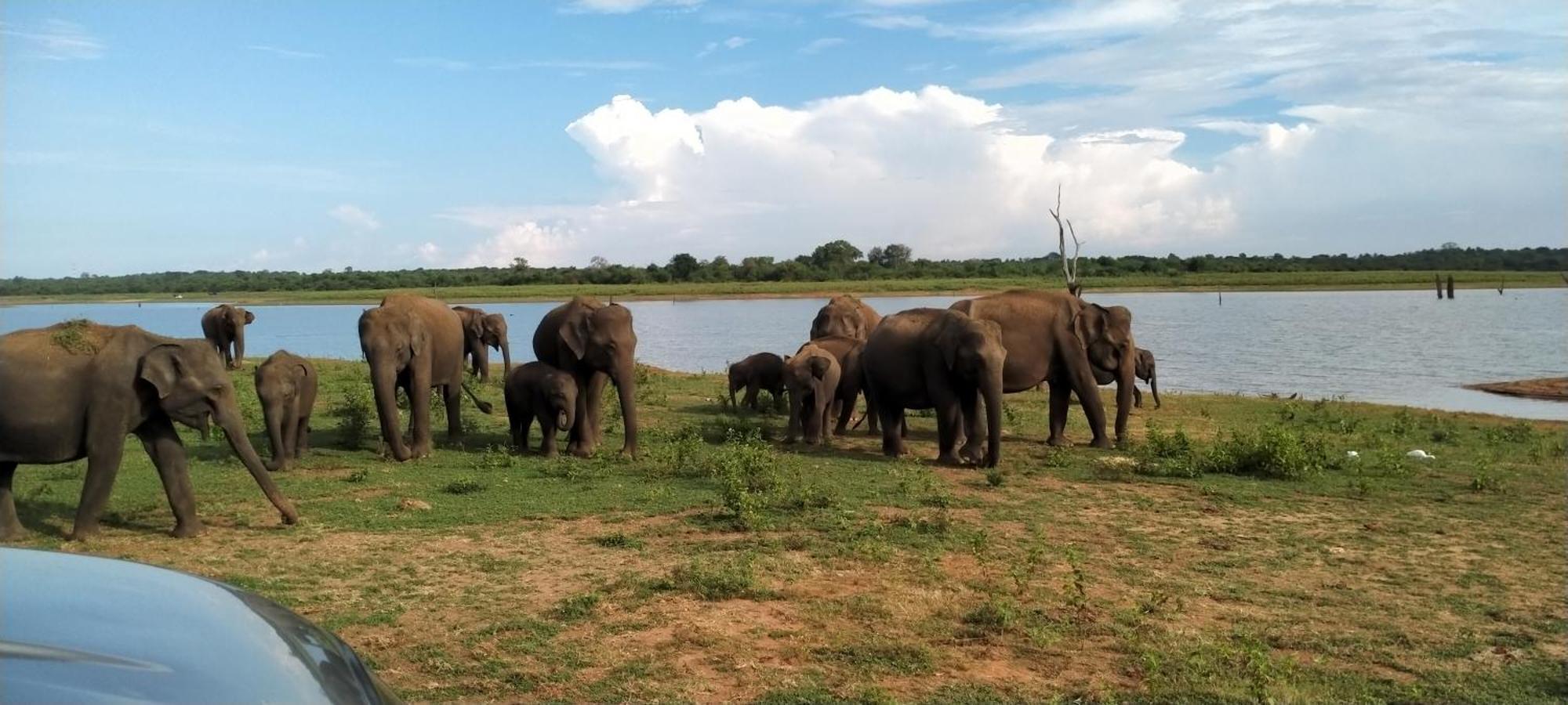Share Safari Family Bungalow Udawalawe Εξωτερικό φωτογραφία