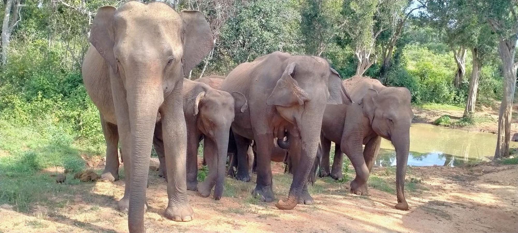 Share Safari Family Bungalow Udawalawe Εξωτερικό φωτογραφία